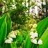 Gentle Music Of Spring And Lilies Of The Valley Нежная Музыка Весны и Ландыши Calm Soothing Relax