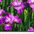 Webinar 34 Knowing And Growing Siberian Irises By Bob Hollingworth