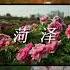 菏泽牡丹 花开正艳 菏泽1200多个品种的牡丹正在盛开 争奇斗艳 千娇百媚 随手一拍就是铺满屏幕的国色天香 好客山东 菏泽牡丹国际传播论坛