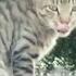 Cat Video ब ल ल Fun Drama Action Ft Adam Ferello Kartik