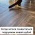 Какая красивая шуба смешныеживотные приколы