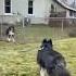 My Husky Said Goodbye To His Gf One Last Time Husky LoveStory