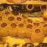 Bumblebee Honey The Most Expensive Honey In The World Honey Bumblebees Shorts