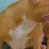 Pitmonster Bullyxl Youtubeshorts Brasil Dogs Puppy Americanbully Redlion Pitbull Pets
