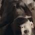 BELPHEGOR The Devils OFFICIAL MUSIC VIDEO