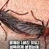 러브버그 알고보면 익충