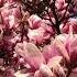 Magnolia Tree Full Bloom Magnolia Pink Shorts