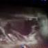 Philip Glass Dracula Carriage Without A Driver