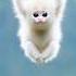Naughty Little Monkey Monkey Nature Monkeys Cuteanimal