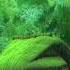 Baarish Shortsviral Music Share