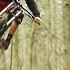 WOOD GANG Presents Gabriel Andreux SCOTT Gambler MTB EDIT