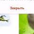 1 синф 31 дарс табиатшунослик муаллиф Хожамова Нигора