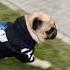 Несмотря на маленький рост и хрупкое телосложение Себек охранник Shorts Pug мопс