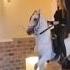 конь лошадь пони Horse Pet Pets Funny Funnyvideo Popular жарт дослёз прикол ржач угар