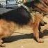 Aggressive German Shepherd Dog Aggressive Gsd Dog Puppy Adult Hr India Delhi Delhincr