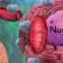 Biology Cell Structure With Joanne Jezequel