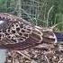 Нападение ястреба на молодую скопу UX в Эстонии Hawk Attack On Young Osprey UX In Estonia