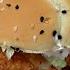 Настоящее мясо Обзор Шефбургера из KFC
