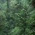 The Tropical Rainforest Climate