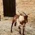 هجم على غفله فحول ماعز الدهم Goat Shorts