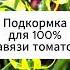 Подкормка для 100 завязи томатов огород дача томаты теплица