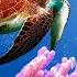 Deeply Relaxing Underwater Sounds 12 Hours Deep Ocean Sounds Sleep Relax Study Meditation