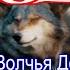 VoLk Волчья Доля Cover On Виталий Волк