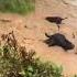 Heavy Rains Washes Away Cattle