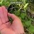 Howto Handle Stinging Nettles Without Getting Hurt Fun But Useless Fact Time Plants Didyouknow Learn