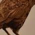 Wood Burning Art THE CROW Bird Pyrography Time Lapse Art