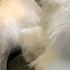 Little Live Pets Cuddles The Dream Kitten