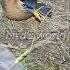 Brahmini Myna Starling