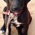 I M So Cute Puppy Dogsound Barkingsound Dogvoice Puppydog Puppybarking
