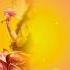 Maa Laxmi Dhanteras Maalaxmi Aarti Happydiwali Diwali Youtubeshorts Shortvideo Newsong Yt