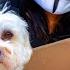HACKER STEALS PUPPY PROJECT ZORGO