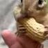 Munchies Squirrel Asmrfood Pomir Shorts