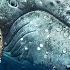 OCEAN WILDLIFE 8K HDR 120fps 4K Video ULTRA HD HDR10 Dolby Vision