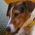 Dentastix Pedigree Zooplus Co Uk