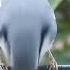 Смелый Birdcam поползень Nuthatch