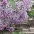 Расцвела сирень Flowers