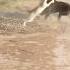 Cat Fights A Dog Brutally Cat Viralvideo Dog Funny Catlover Doglover