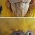Клещ у волнистого попугая A Tick In A Budgerigar