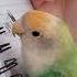 Parrot Impersonation Show Funnyshorts Funny Funnyanimals Pets Fyp Foryou Cute Parrot