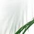 Birds Song New Age Nature Sound