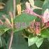 사랑아 장윤정 좋아요 구독 Shorts 꽃말은