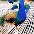 Cutest Peacock S Cute Sound Peacock Viral Florist786 Moor Reels