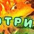 Не смотри на меня так Ёжик Сказка Трям Здравствуйте Сергей Козлов Аудиосказка