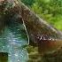 AUSTRALIAN WILDLIFE 4K Soothing Piano Music Pianomusic Oceanlife Barrierreef