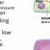 BCOR011WL Chpt 36 Phloem Transport