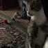 X Files Cat